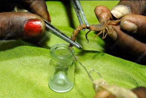 Noc doc cua bo cap Deathstalker la chat long dat nhat the gioi-Hinh-5