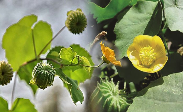 Cây cối sinh sôi nảy lộc. Nếu một ngày khi bạn ngủ dậy, bước ra vườn bắt gặp cây cối trong đâm chồi nảy lộc thì đây chính là điềm báo may mắn. Trong thời gian tới, bạn cũng sẽ cảm thấy dễ chịu, vui vẻ. Những món đồ này có thể là chất xúc tác trong phong thủy giúp thu hút tài lộc, cuộc sống có sự thay đổi vô cùng tích cực.