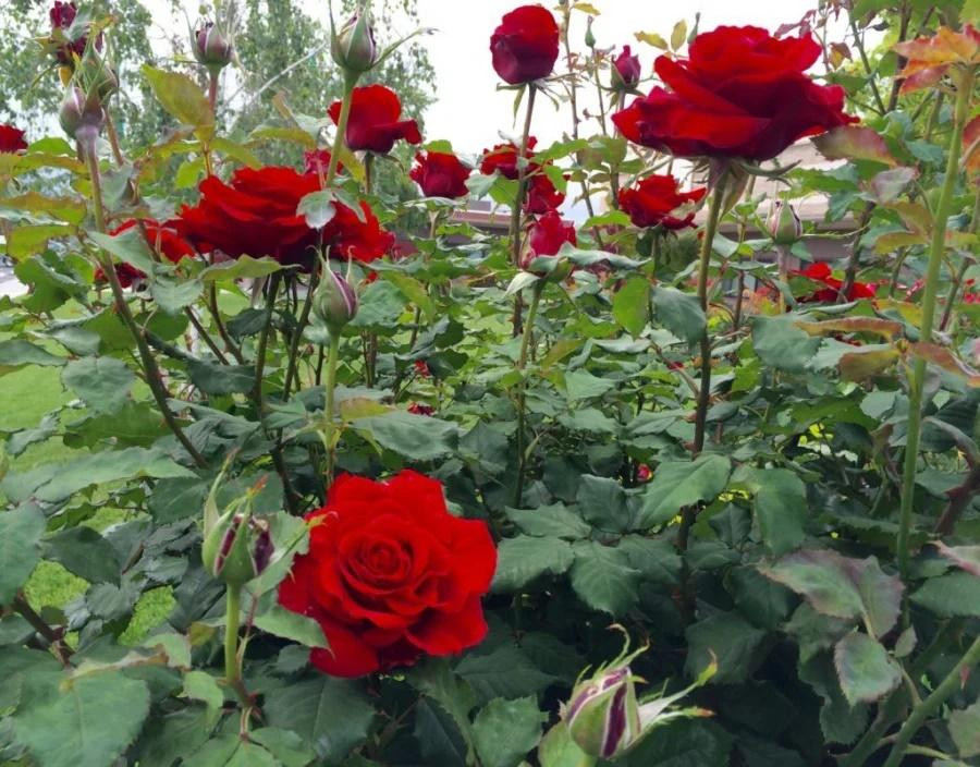 Dù như thế nào khi hoa hồng đột nhiên nở nhiều hoa cũng là dấu hiệu đáng mừng. 