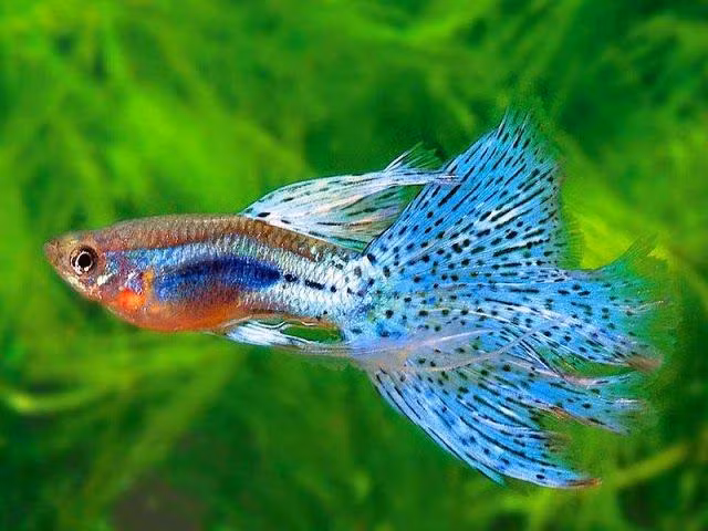 Cá tượng trưng cho sự may mắn, sự phát triển của gia chủ về kinh tế, tiền bạc nhiều không đếm hết. Đặc biệt, càng loại cá quý hiếm càng chứng tỏ may mắn tài lộc tăng thêm nhiều. 