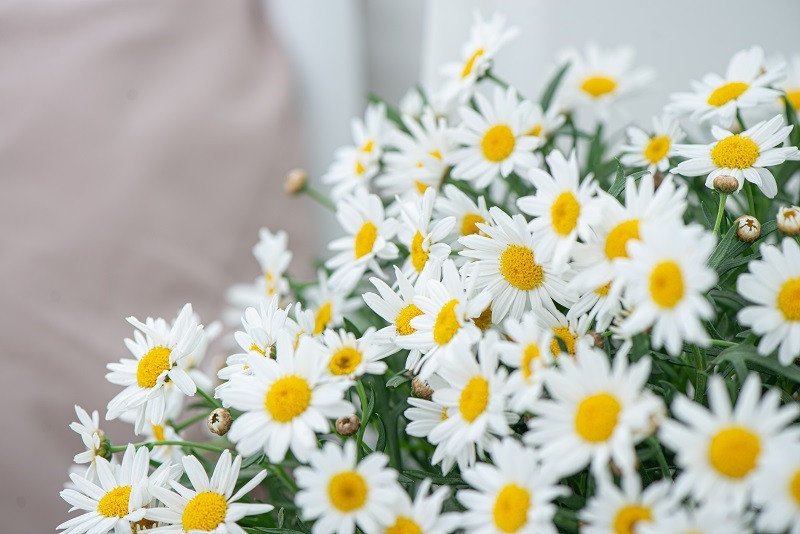 Thang 11 Am lich sang, 3 con giap co van may can ke-Hinh-3