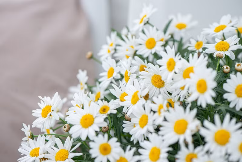 Thang 11 Am lich sang, 3 con giap co van may can ke-Hinh-3