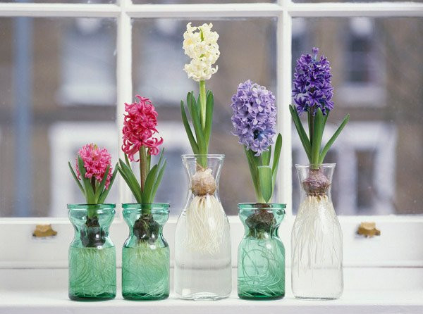 4 loai cay dep mat nhung pham phong thuy