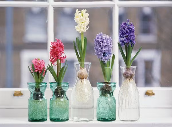 4 loại cây đẹp mắt nhưng phạm phong thủy 4 loai cay dep mat nhung pham phong thuy