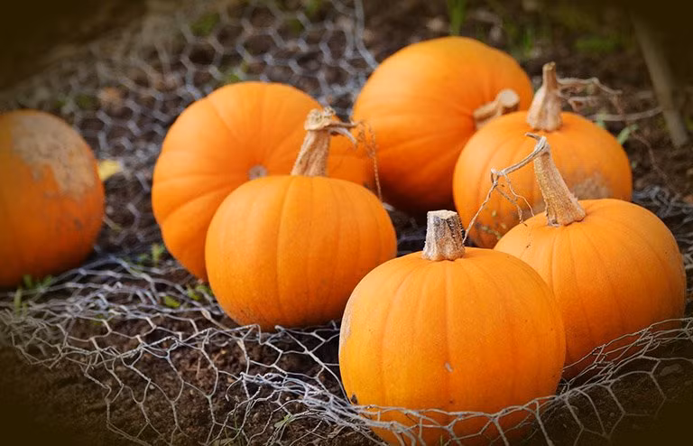 6 loai thuc pham co “tinh kiem” te bao K so nhat