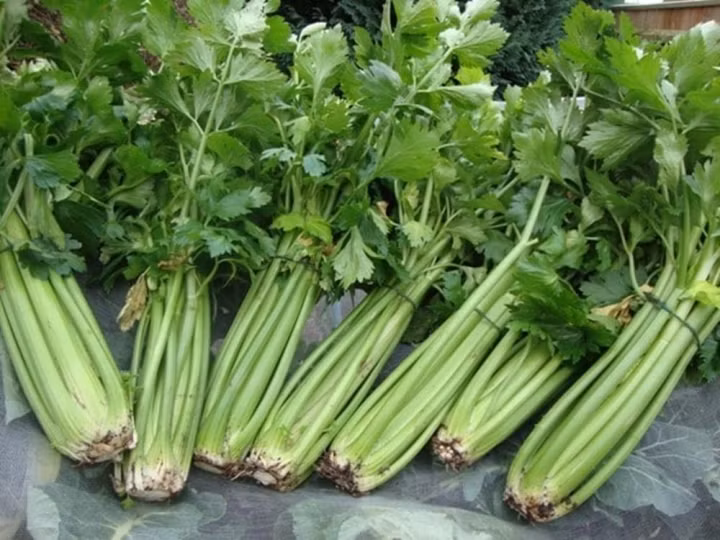 Nhung loai rau cu gia re la 'khac tinh' cua te bao ung thu