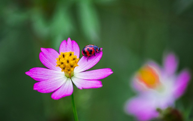 Ai sinh tháng Âm lịch này tham vọng ngút trời, sự nghiệp tiến triển - Hình 3 Ai sinh thang Am lich nay tham vong ngut troi, su nghiep tien trien-Hinh-3