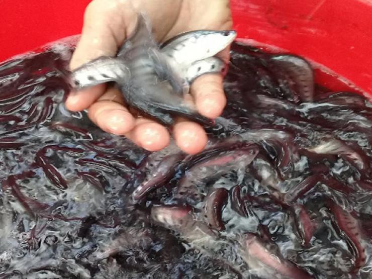 Loai ca be ti que mua bong thanh dac san gia 360.000/kg-Hinh-4