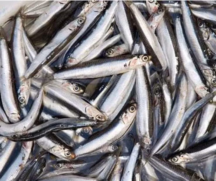 Loai ca be ti que mua bong thanh dac san gia 360.000/kg-Hinh-2