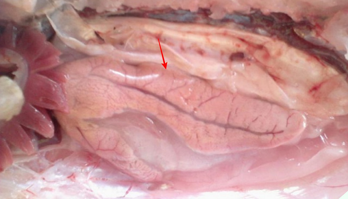 3 bo phan bo nhat cua con ca ma moi nguoi thuong bo di