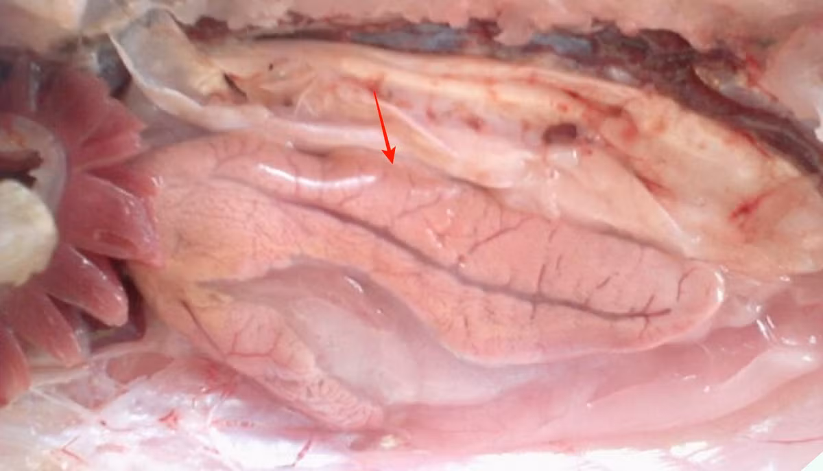 3 bo phan bo nhat cua con ca ma moi nguoi thuong bo di