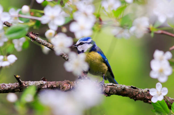 Sinh tháng Âm lịch này, chỉ số thông minh cao, EQ cũng đỉnh - Hình 2 Sinh thang Am lich nay, chi so thong minh cao, EQ cung dinh-Hinh-2