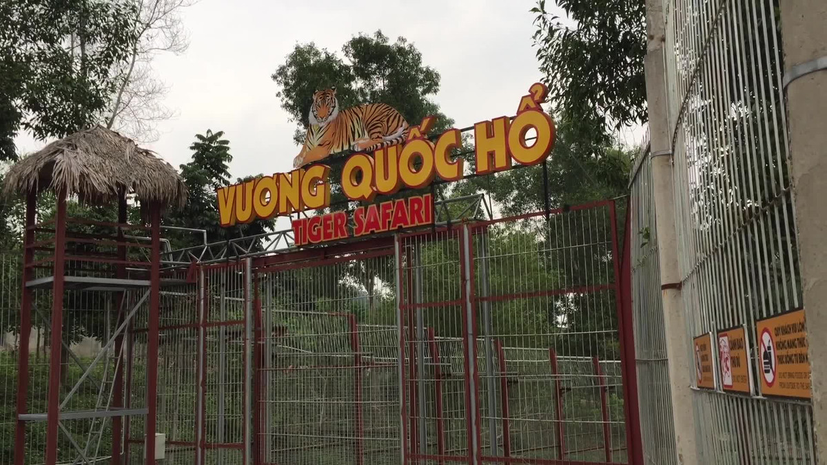 Chuyện chưa biết về những người chăm sóc “chúa sơn lâm” Chuyen chua biet ve nhung nguoi cham soc “chua son lam”