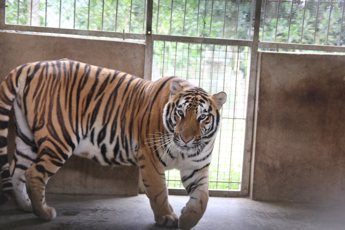 Chuyen chua biet ve nhung nguoi cham soc “chua son lam”-Hinh-5