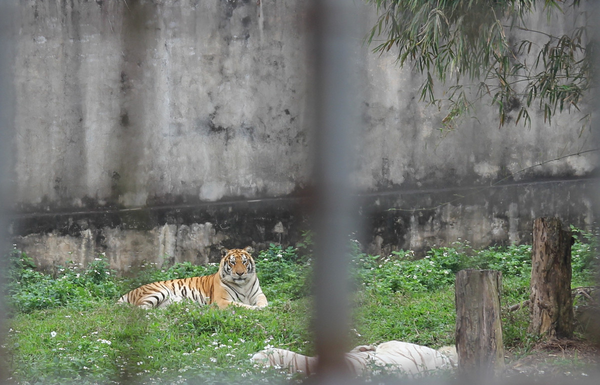Chuyen chua biet ve nhung nguoi cham soc “chua son lam”-Hinh-6