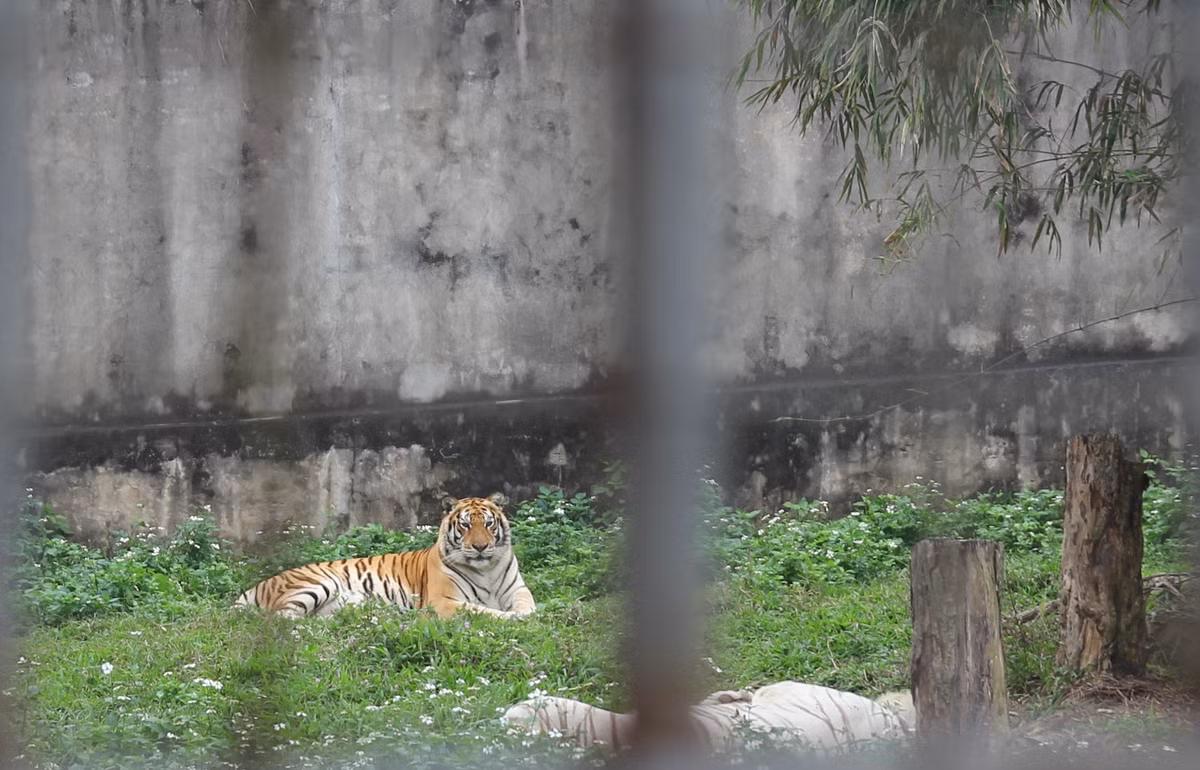 Chuyện chưa biết về những người chăm sóc “chúa sơn lâm” - Hình 6 Chuyen chua biet ve nhung nguoi cham soc “chua son lam”-Hinh-6
