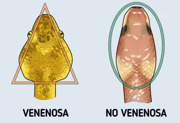 Cach phan biet ran doc voi ran khong doc