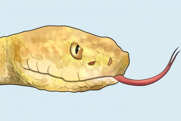 Cach phan biet ran doc voi ran khong doc-Hinh-3