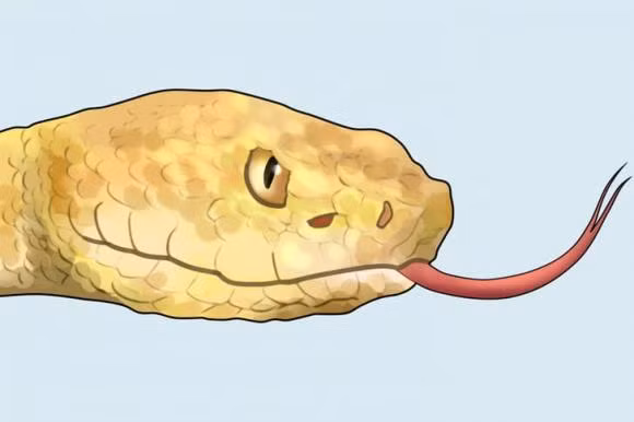 Cach phan biet ran doc voi ran khong doc-Hinh-3