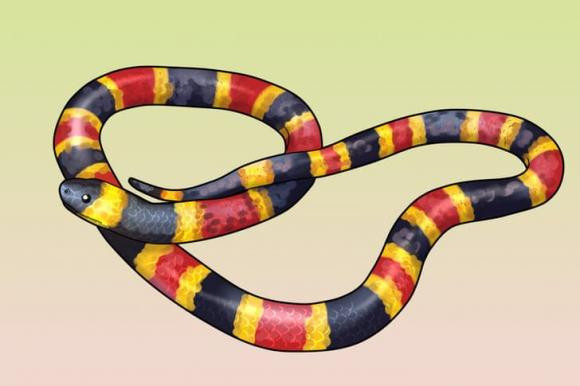 Cach phan biet ran doc voi ran khong doc-Hinh-5