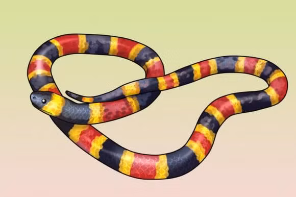 Cach phan biet ran doc voi ran khong doc-Hinh-5