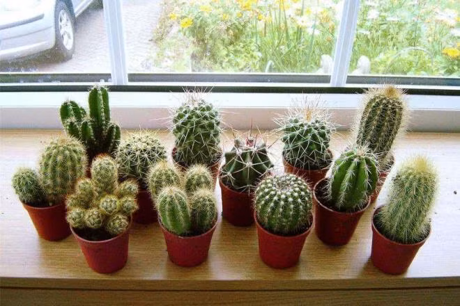 4 loai cay pha tai tan loc, khong dat trong nha dip Tet