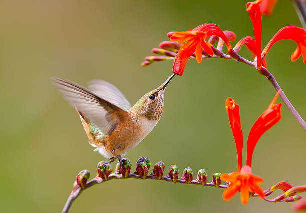 Người sinh ngày Âm lịch này giỏi kết bạn, làm ăn phát đạt - Hình 2 Nguoi sinh ngay Am lich nay gioi ket ban, lam an phat dat-Hinh-2