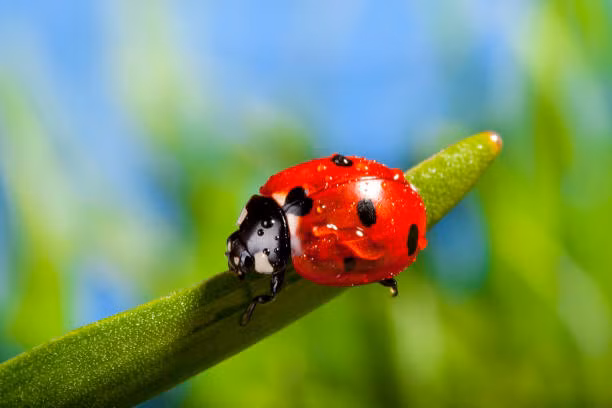 Gia dinh co 3 con giap nay khong lo cai va, tai loc du da-Hinh-2