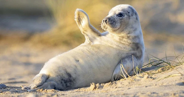 Dân tình phát sốt với chú hải cẩu con đang thay lông - Hình 7 Dan tinh phat sot voi chu hai cau con dang thay long-Hinh-7