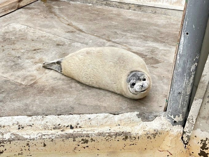 Dân tình phát sốt với chú hải cẩu con đang thay lông - Hình 3 Dan tinh phat sot voi chu hai cau con dang thay long-Hinh-3