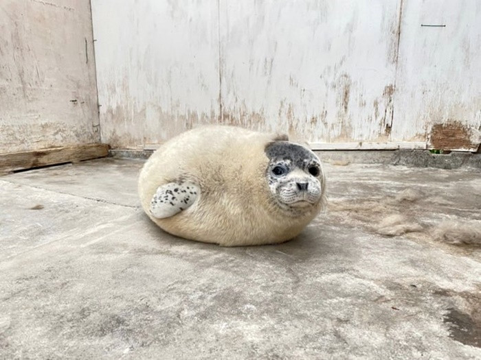 Dân tình phát sốt với chú hải cẩu con đang thay lông - Hình 2 Dan tinh phat sot voi chu hai cau con dang thay long-Hinh-2