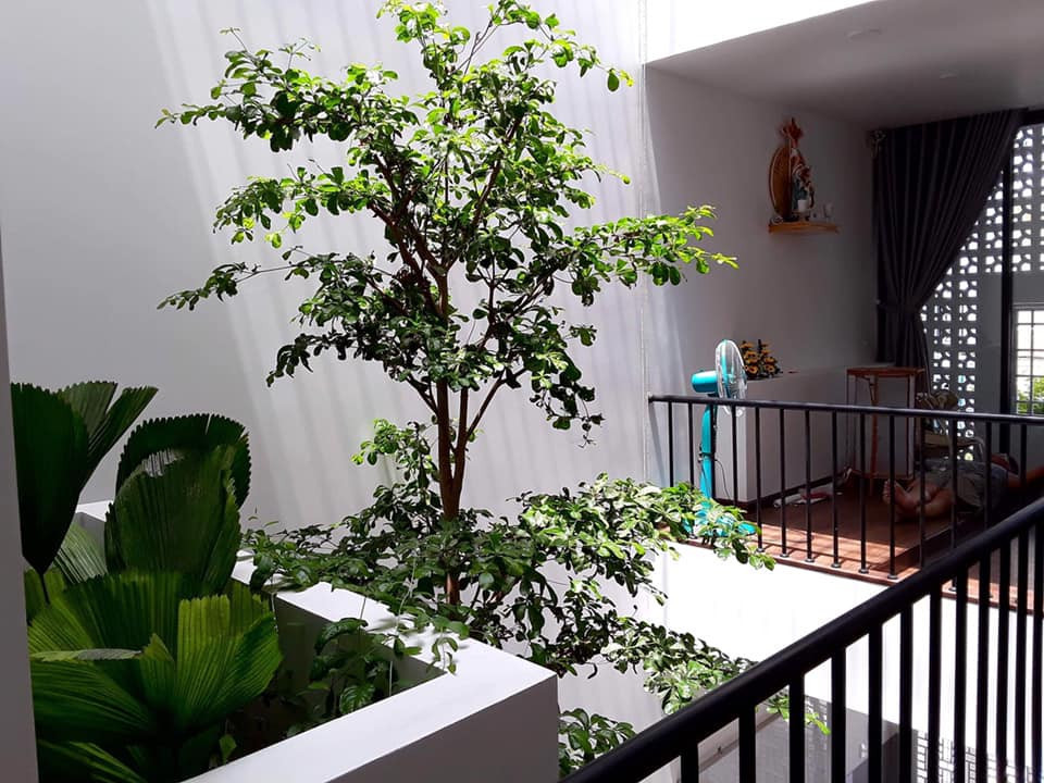 Nha pho rop cay xanh nhu khu rung nhiet doi-Hinh-4