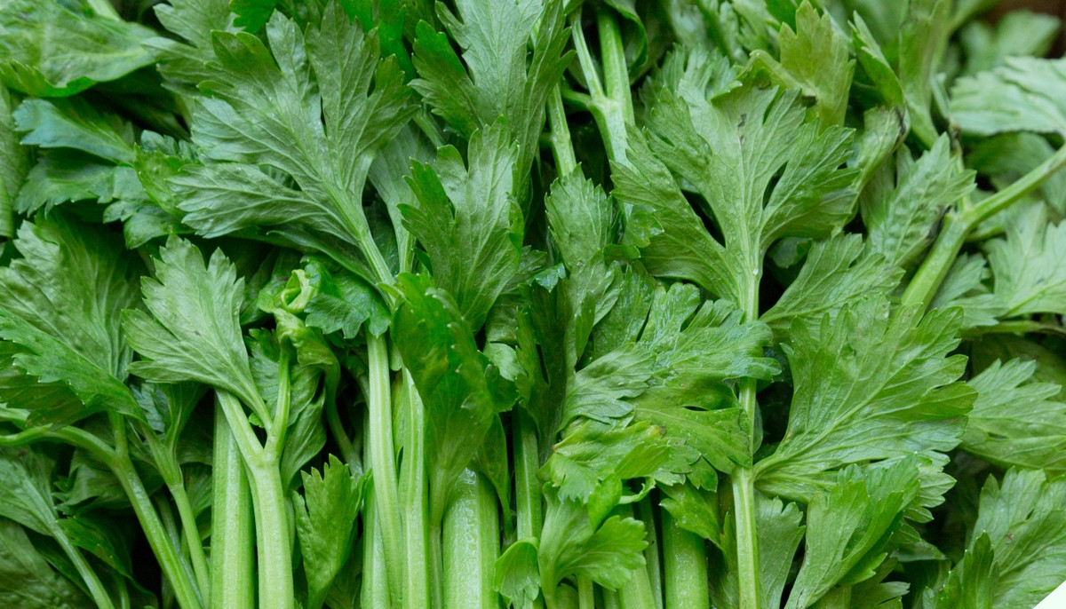 Lá cần tây mọi người thường bỏ đi lại có tác dụng chữa bệnh - Hình 11 La can tay moi nguoi thuong bo di lai co tac dung chua benh-Hinh-11