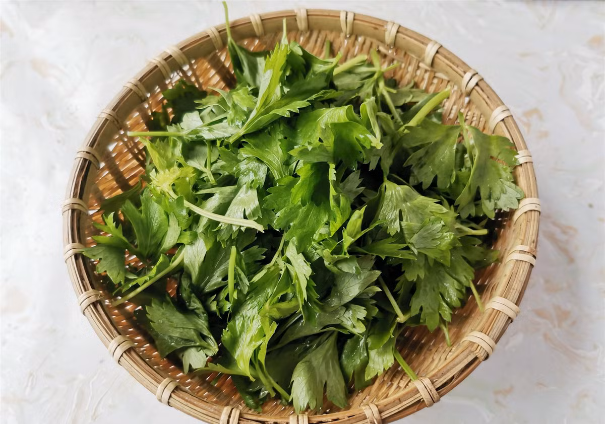 Lá cần tây mọi người thường bỏ đi lại có tác dụng chữa bệnh - Hình 2 La can tay moi nguoi thuong bo di lai co tac dung chua benh-Hinh-2