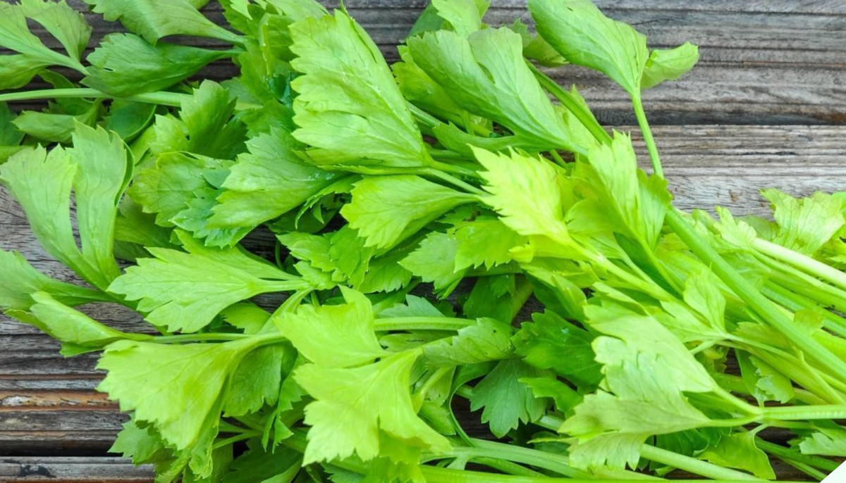 Lá cần tây mọi người thường bỏ đi lại có tác dụng chữa bệnh La can tay moi nguoi thuong bo di lai co tac dung chua benh