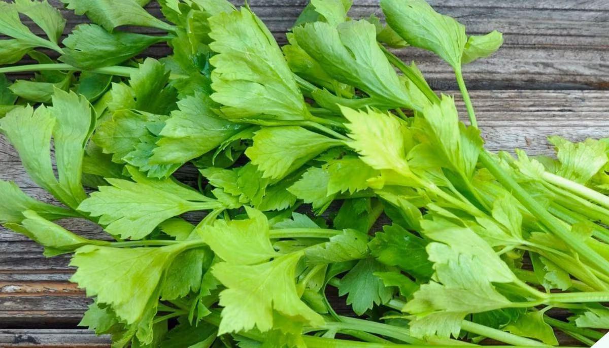 Lá cần tây mọi người thường bỏ đi lại có tác dụng chữa bệnh La can tay moi nguoi thuong bo di lai co tac dung chua benh