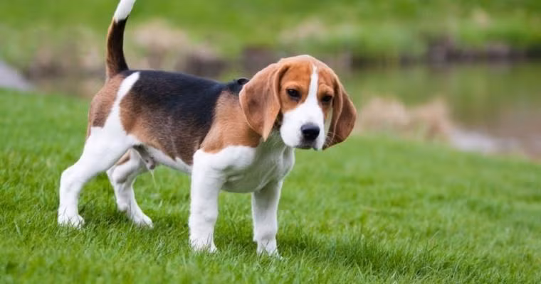 4 tuoi van dao hoa soan ngoi, crush lien tiep to tinh-Hinh-3