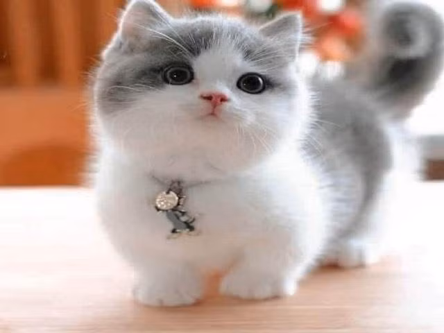 4 tuoi van dao hoa soan ngoi, crush lien tiep to tinh-Hinh-2