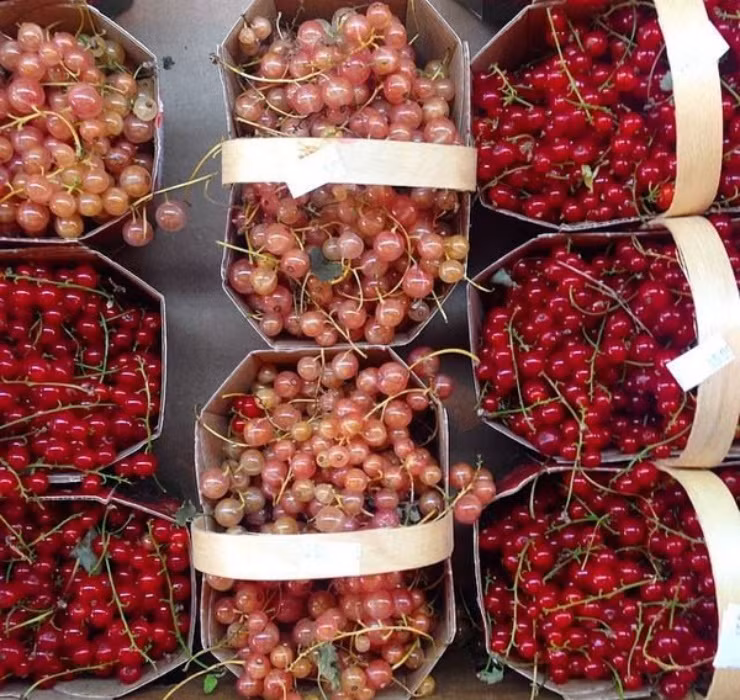 Bên cạnh đó, nhiều người có thể lựa chọn ăn trực tiếp nho chuỗi ngọc. Tuy nhiên bạn không nên ăn nhiều do chúng có mùi rất nồng, vị chua và hơi chát.