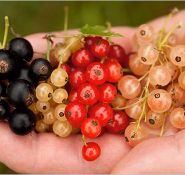 Không chỉ có ngoại hình lạ mắt, hương vị của giống nho này cũng được nhiều người đánh giá là độc đáo - pha trộn giữa vị ngọt và chua nhẹ, mùi thơm nồng vị rượu.