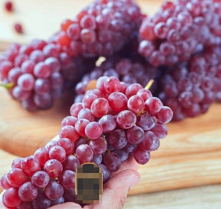 Thậm chí, những hộp nho chuỗi ngọc được trồng và thu hoạch để bày bán trong siêu thị ở nước ngoài cũng có giá khá "mềm" so với thu nhập ở trời tây, chỉ khoảng 10 - 15 euro/kg (tương đương 250.000 - 400.000 đồng/kg).