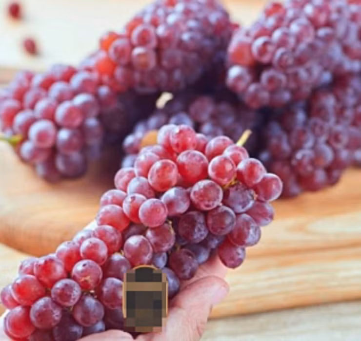 Thậm chí, những hộp nho chuỗi ngọc được trồng và thu hoạch để bày bán trong siêu thị ở nước ngoài cũng có giá khá "mềm" so với thu nhập ở trời tây, chỉ khoảng 10 - 15 euro/kg (tương đương 250.000 - 400.000 đồng/kg).