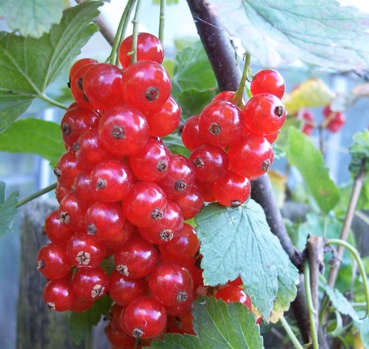 Chính vì vậy, nho chuỗi ngọc thường được sử dụng để làm nguyên liệu pha chế thức uống giải nhiệt mùa hè, làm mứt hoặc ngâm rượu.