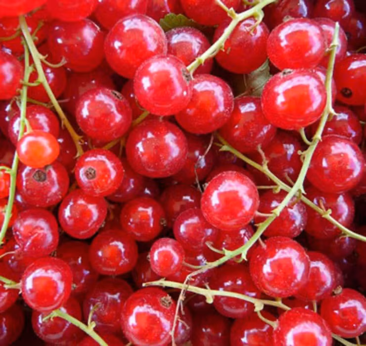 Nho chuỗi ngọc (hay còn gọi là currant) được xem như là loại nho không hạt nhỏ nhất thế giới, có xuất xứ từ Pháp và Đức.