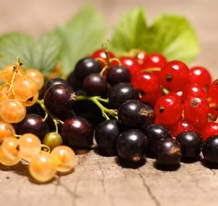 Mỗi chùm nho có khoảng 10 quả với lớp vỏ căng bóng, quả tròn mọng và đặc biệt có thể nhìn thấy cả hạt bên trong.