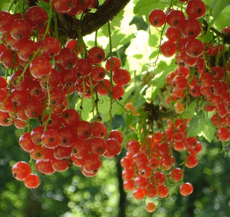 Tính đến thời điểm hiện tại, không dễ để tìm mua loại nho này trên thị trường do chi phí nhập đắt đỏ và đối tượng khách hàng chủ yếu là tầng lớp có thu nhập cao.