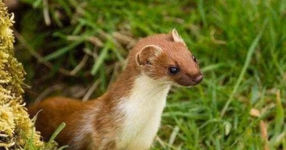 Tai sao to tien chung ta lai bao rang khong the giet chon?-Hinh-6