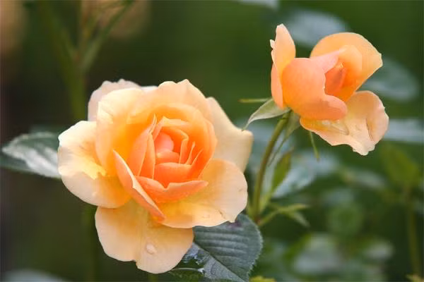 Nham Dan 2022, tre sinh thang Am lich nao tai nang nhat?