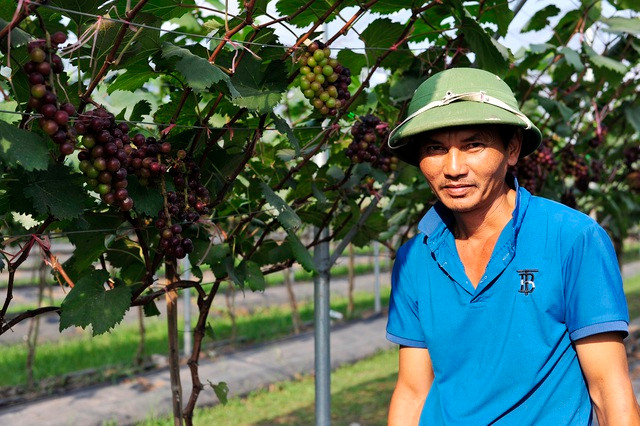 Choang ngop vuon nho Ha den sai triu qua-Hinh-8