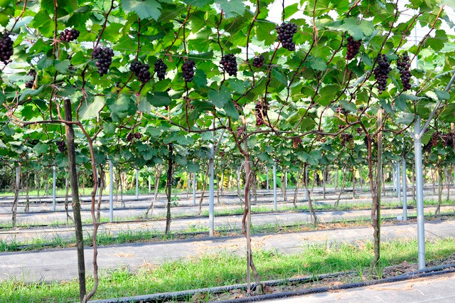 Choang ngop vuon nho Ha den sai triu qua-Hinh-3